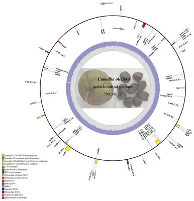 Mitochondrial genome study of Camellia oleifera revealed the tandem conserved gene cluster of nad5–nads in evolution